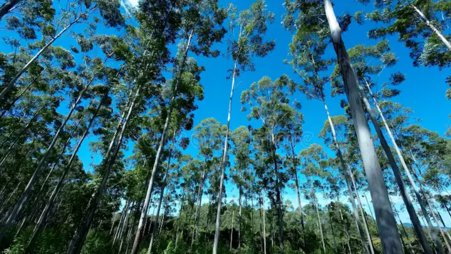 Capa: Paraguai impulsiona expansão do setor florestal e busca novos mercados internacionais