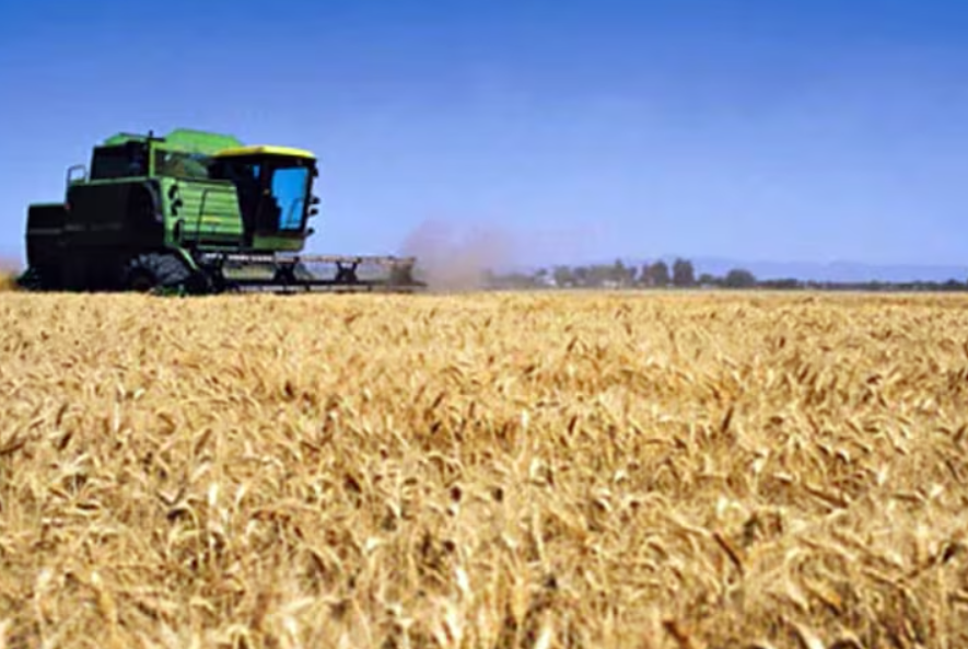 Capa: Exportações de trigo crescem 12% até janeiro de 2026