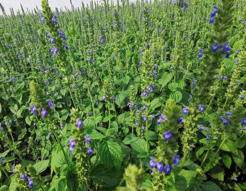 Capa: Exportações de chia registram crescimento no primeiro trimestre de 2026