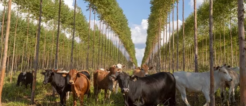Capa: Exportações florestais crescem impulsionadas por produtos industrializados