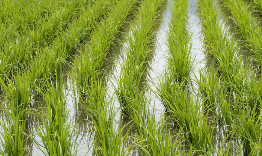Capa: Clima gera cautela no plantio de arroz no Paraguai diante da possível chegada do El Niño