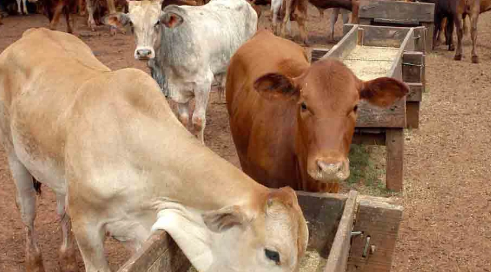 Capa: Chaco demonstra enorme potencial agropecuário, mas infraestrutura continua sendo o principal desafio