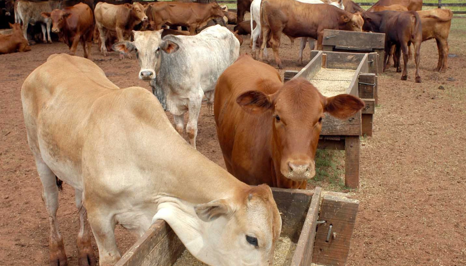 Capa: SENACSA reforça o controle de doenças reprodutivas no gado bovino